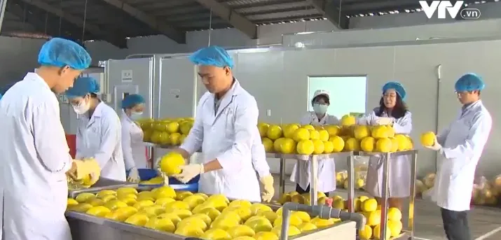 Bưởi Diễn sắp lên các kệ siêu thị tại Mỹ - Ảnh 1. Bưởi Diễn sắp lên các kệ siêu thị tại Mỹ - Ảnh 1.