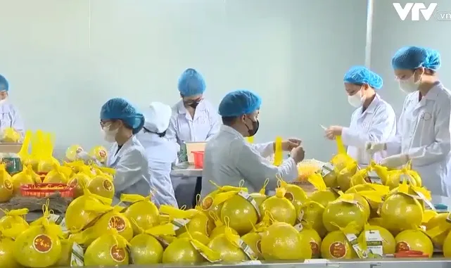 Bưởi Diễn sắp lên các kệ siêu thị tại Mỹ - Ảnh 2. Bưởi Diễn sắp lên các kệ siêu thị tại Mỹ - Ảnh 2.