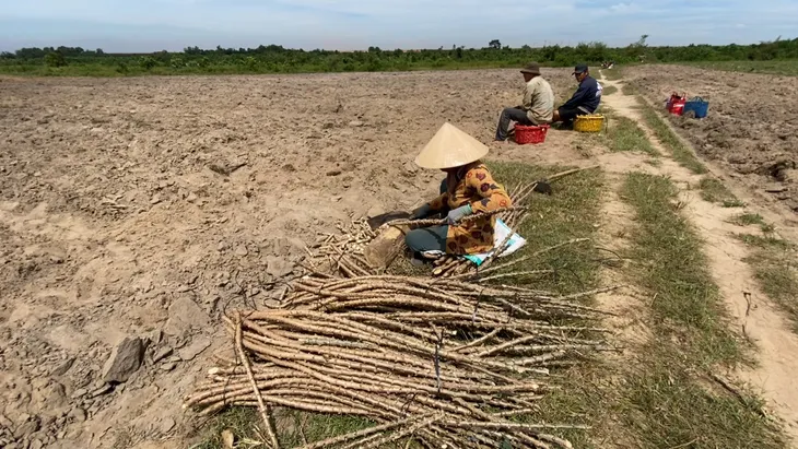 Ngang nhiên chiếm dụng đất dự án sân bay quốc tế Long Thành - Ảnh 3. Ngang nhiên chiếm dụng đất dự án sân bay quốc tế Long Thành - Ảnh 3.
