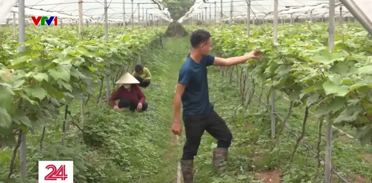 Kỹ sư trẻ khởi nghiệp với mô hình nho hạ đen - Ảnh 2. Kỹ sư trẻ khởi nghiệp với mô hình nho hạ đen - Ảnh 2.
