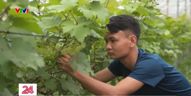 Kỹ sư trẻ khởi nghiệp với mô hình nho hạ đen - Ảnh 1. Kỹ sư trẻ khởi nghiệp với mô hình nho hạ đen - Ảnh 1.