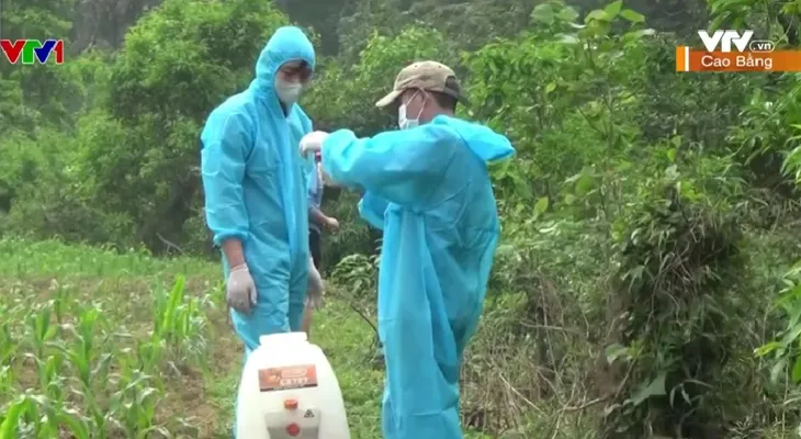 Dịch châu chấu gây thiệt hại hơn 40ha hoa màu tại Cao Bằng - Ảnh 2. Dịch châu chấu gây thiệt hại hơn 40ha hoa màu tại Cao Bằng - Ảnh 2.