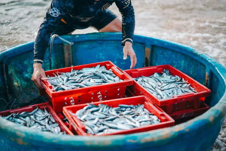 Đợi cá lúc bình minh ở làng chài Nhân Trạch - Ảnh 6. Đợi cá lúc bình minh ở làng chài Nhân Trạch - Ảnh 6.