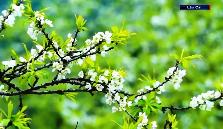 Lào Cai chuẩn hóa du lịch cộng đồng - Ảnh 4. Lào Cai chuẩn hóa du lịch cộng đồng - Ảnh 4.