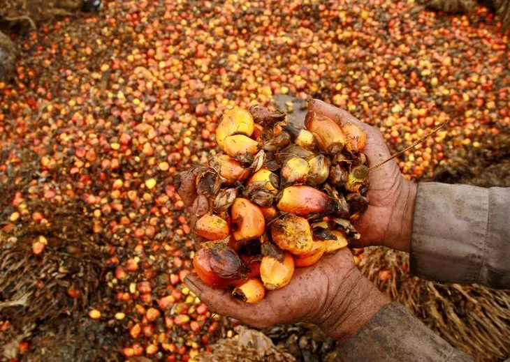 Dầu cọ - Tâm điểm của cuộc chiến “lý tưởng xanh” - Ảnh 3. Dầu cọ - Tâm điểm của cuộc chiến “lý tưởng xanh” - Ảnh 3.