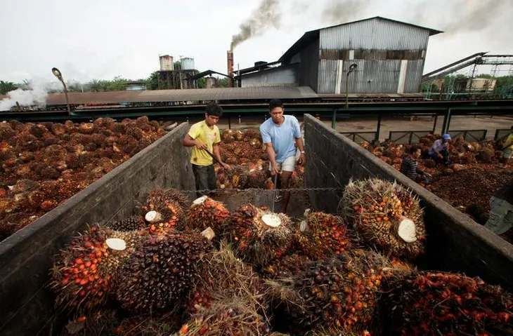 Dầu cọ - Tâm điểm của cuộc chiến “lý tưởng xanh” - Ảnh 1. Dầu cọ - Tâm điểm của cuộc chiến “lý tưởng xanh” - Ảnh 1.