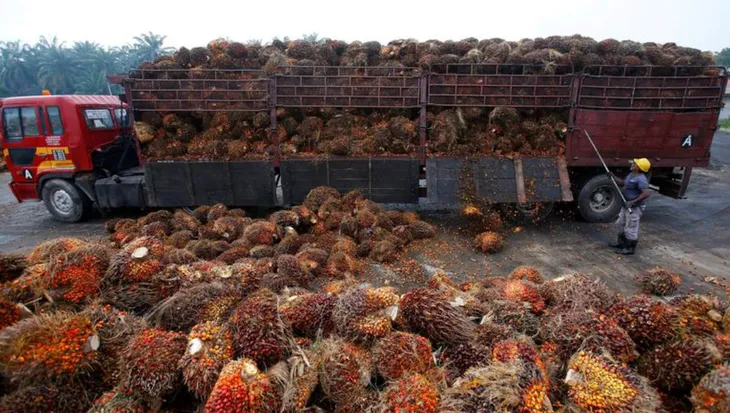 Dầu cọ - Tâm điểm của cuộc chiến “lý tưởng xanh” - Ảnh 4. Dầu cọ - Tâm điểm của cuộc chiến “lý tưởng xanh” - Ảnh 4.