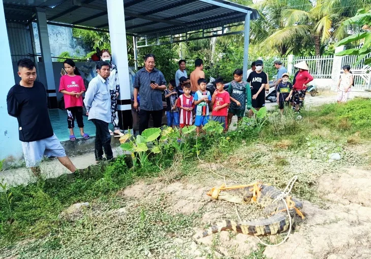 Bạc Liêu: Người dân bắt được cá sấu trước cổng nhà - Ảnh 2. Bạc Liêu: Người dân bắt được cá sấu trước cổng nhà - Ảnh 2.