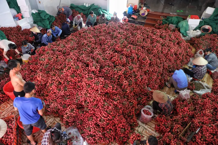 Bắc Giang chuẩn bị lượng vải thiều đủ điều kiện xuất khẩu sang Mỹ - Ảnh 1. Bắc Giang chuẩn bị lượng vải thiều đủ điều kiện xuất khẩu sang Mỹ - Ảnh 1.