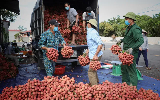 Hơn 200 thương nhân Trung Quốc đăng ký đến Bắc Giang thu mua vải thiều - Ảnh 1. Hơn 200 thương nhân Trung Quốc đăng ký đến Bắc Giang thu mua vải thiều - Ảnh 1.