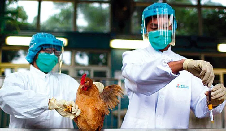 Brazil tăng cường phòng chống cúm gia cầm, bảo vệ ngành chăn nuôi gà hàng đầu thế giới - Ảnh 1. Brazil tăng cường phòng chống cúm gia cầm, bảo vệ ngành chăn nuôi gà hàng đầu thế giới - Ảnh 1.