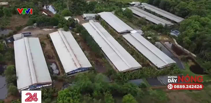 Đồng Nai: Các trang trại chăn nuôi xả thải ra sông suối gây ô nhiễm nguồn nước - Ảnh 4. Đồng Nai: Các trang trại chăn nuôi xả thải ra sông suối gây ô nhiễm nguồn nước - Ảnh 4.