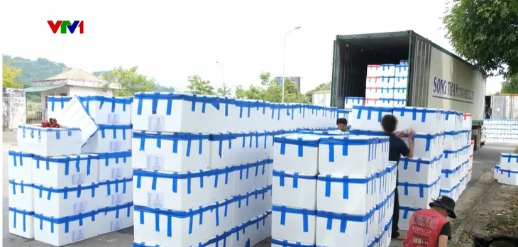 Gần 1.000 tấn vải tươi đã được xuất khẩu sang Trung Quốc - Ảnh 1. Gần 1.000 tấn vải tươi đã được xuất khẩu sang Trung Quốc - Ảnh 1.