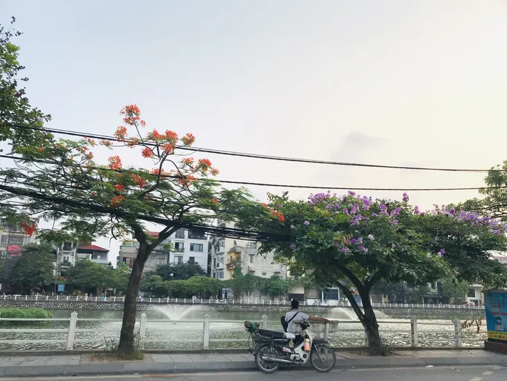 Hà Nội: Phượng tím độc đáo cùng nhiều loài hoa khoe sắc giữa nắng hạ - Ảnh 7.