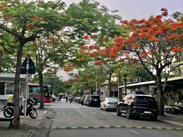 Hà Nội: Phượng tím độc đáo cùng nhiều loài hoa khoe sắc giữa nắng hạ - Ảnh 12.