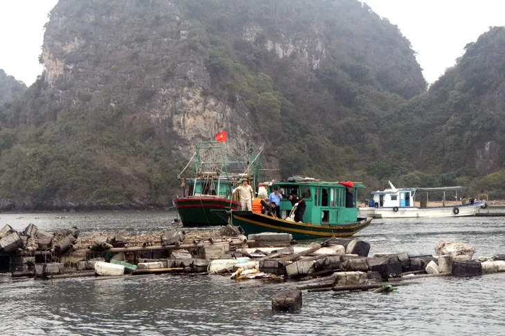 Xử lý dứt điểm các cơ sở nuôi thủy sản trái phép trên Vịnh Hạ Long - Ảnh 1. Xử lý dứt điểm các cơ sở nuôi thủy sản trái phép trên Vịnh Hạ Long - Ảnh 1.