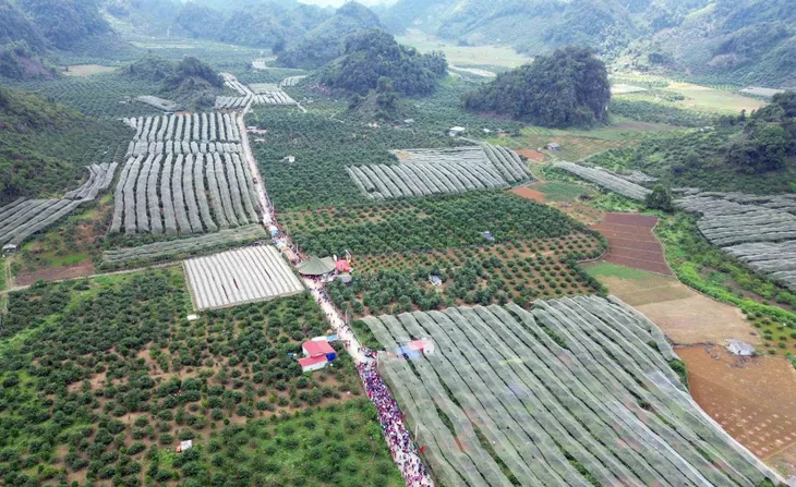 Sôi động ngày hội hái quả mận hậu 2023 - Ảnh 6. Sôi động ngày hội hái quả mận hậu 2023 - Ảnh 6.
