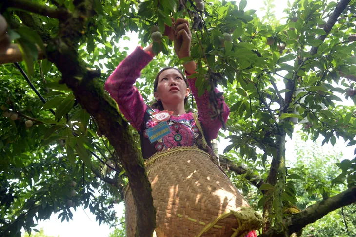 Sôi động ngày hội hái quả mận hậu 2023 - Ảnh 4. Sôi động ngày hội hái quả mận hậu 2023 - Ảnh 4.