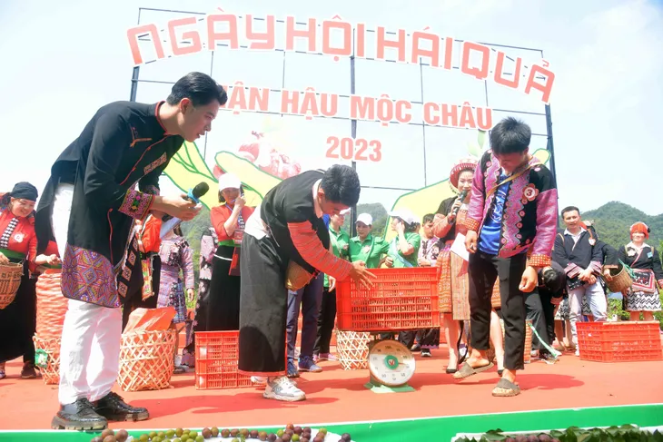 Sôi động ngày hội hái quả mận hậu 2023 - Ảnh 2. Sôi động ngày hội hái quả mận hậu 2023 - Ảnh 2.