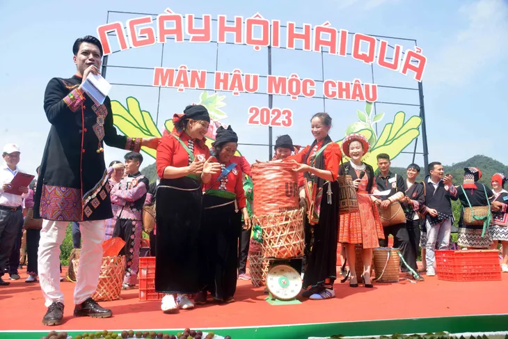 Sôi động ngày hội hái quả mận hậu 2023 - Ảnh 1. Sôi động ngày hội hái quả mận hậu 2023 - Ảnh 1.