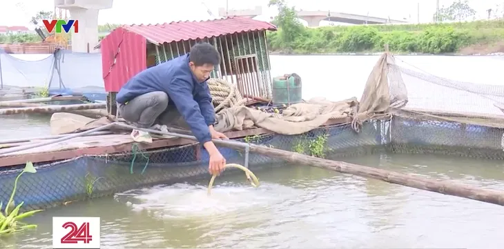 Tái diễn tình trạng cá chết trắng trên sông Cầu - Ảnh 1. Tái diễn tình trạng cá chết trắng trên sông Cầu - Ảnh 1.