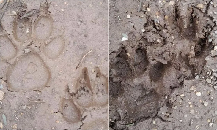 Sơn La phát hiện dấu vết hổ trên rừng - Ảnh 1. Sơn La phát hiện dấu vết hổ trên rừng - Ảnh 1.