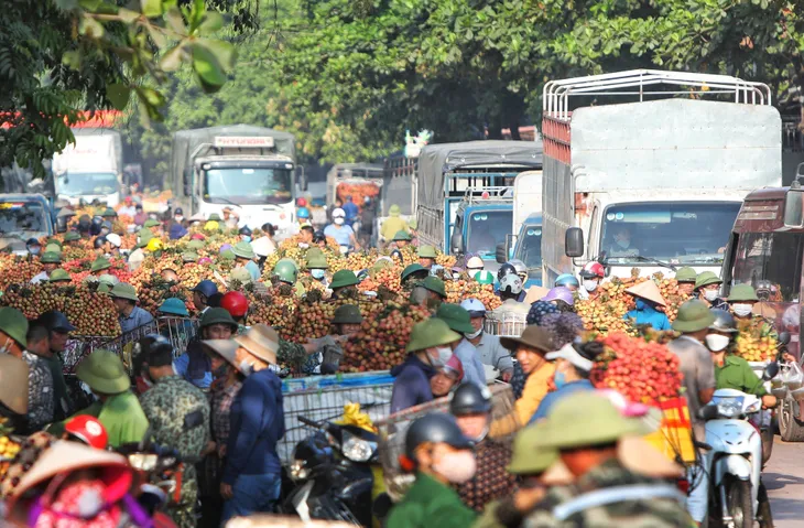 Nhộn nhịp tiêu thụ vải thiều đầu vụ - Ảnh 1. Nhộn nhịp tiêu thụ vải thiều đầu vụ - Ảnh 1.