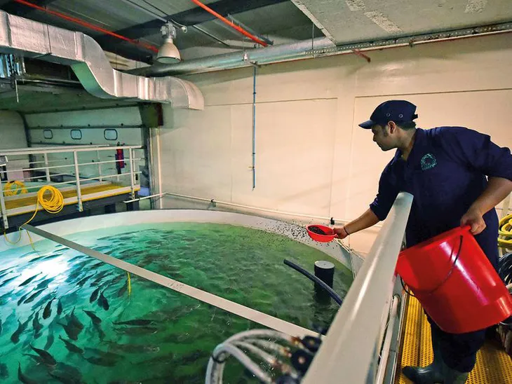 Nuôi cá trên sa mạc ở UAE - Ảnh 1. Nuôi cá trên sa mạc ở UAE - Ảnh 1.