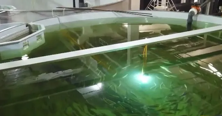 Hàng nghìn tấn cá được nuôi trồng trên sa mạc tại UAE - Ảnh 1. Hàng nghìn tấn cá được nuôi trồng trên sa mạc tại UAE - Ảnh 1.