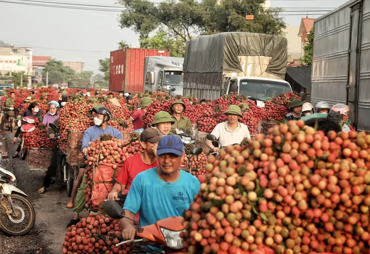 Vải thiều Bắc Giang nhộn nhịp vào chính vụ - Ảnh 2. Vải thiều Bắc Giang nhộn nhịp vào chính vụ - Ảnh 2.