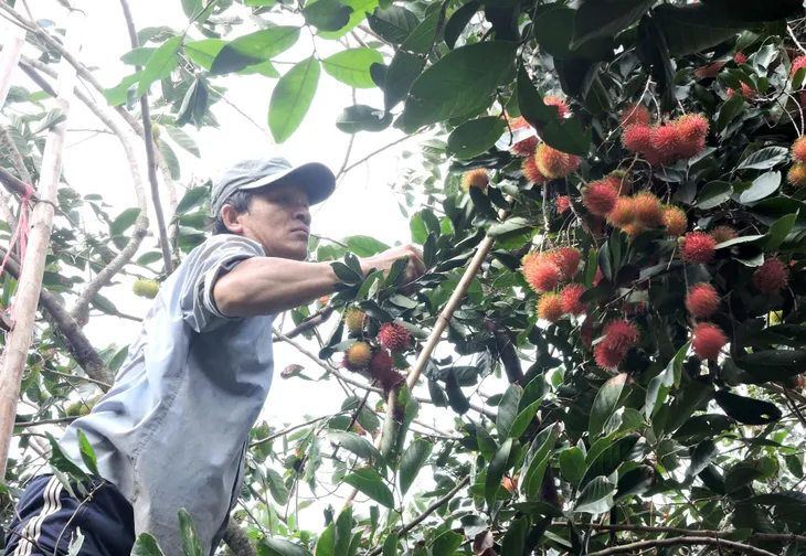 5 tháng đầu năm, xuất khẩu rau quả thu hơn 1,8 tỷ USD - Ảnh 2. 5 tháng đầu năm, xuất khẩu rau quả thu hơn 1,8 tỷ USD - Ảnh 2.