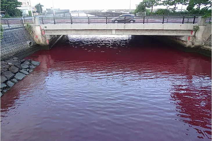 Nhật Bản: Nước biển, nước sông chuyển sang màu đỏ vì chất phụ gia từ nhà máy bia - Ảnh 1. Nhật Bản: Nước biển, nước sông chuyển sang màu đỏ vì chất phụ gia từ nhà máy bia - Ảnh 1.