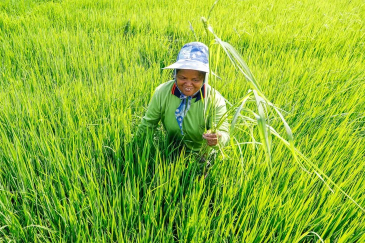 Sản lượng gạo của Thái Lan có thể giảm 6% do El Nino - Ảnh 1. Sản lượng gạo của Thái Lan có thể giảm 6% do El Nino - Ảnh 1.