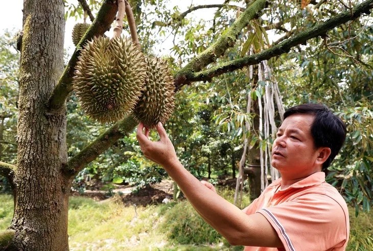Chuẩn hóa nông sản từ phân cấp, phân quyền - Ảnh 1.