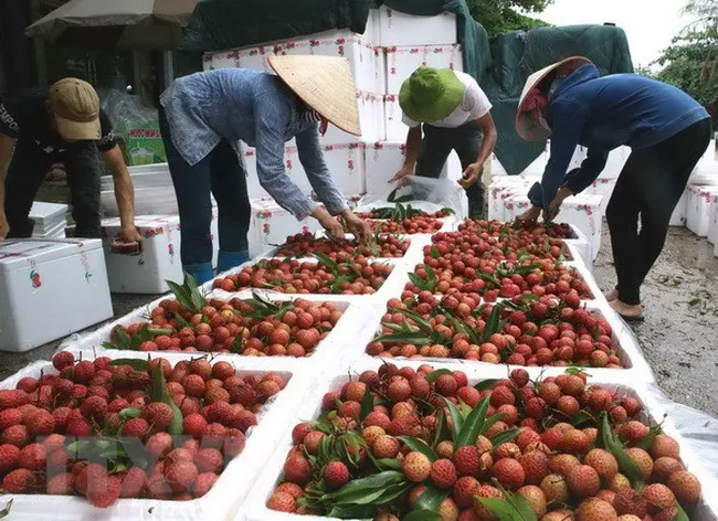 Sẽ xuất khẩu vải thiều Bắc Giang bằng đường sắt qua ga Kép - Ảnh 1. Sẽ xuất khẩu vải thiều Bắc Giang bằng đường sắt qua ga Kép - Ảnh 1.