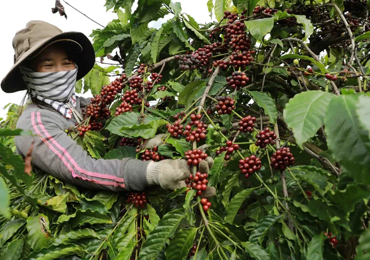Thách thức ngành cà phê trước quy định mới của EU - Ảnh 1. Thách thức ngành cà phê trước quy định mới của EU - Ảnh 1.