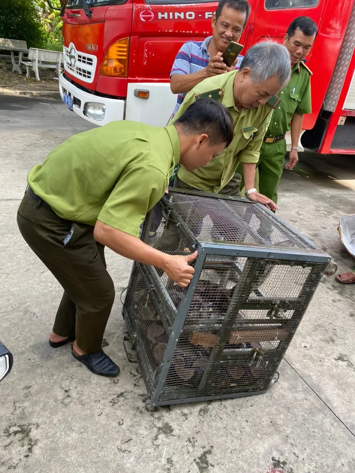 Phát hiện trăn gấm dài 3 mét, nặng gần 50kg trong nhà dân - Ảnh 2. Phát hiện trăn gấm dài 3 mét, nặng gần 50kg trong nhà dân - Ảnh 2.