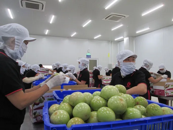Hợp lực thúc đẩy xuất khẩu 6 tháng cuối năm - Ảnh 1. Hợp lực thúc đẩy xuất khẩu 6 tháng cuối năm - Ảnh 1.