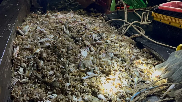 Hà Tĩnh bắt giữ 4 tàu giã cào khai thác hải sản trái phép - Ảnh 1. Hà Tĩnh bắt giữ 4 tàu giã cào khai thác hải sản trái phép - Ảnh 1.