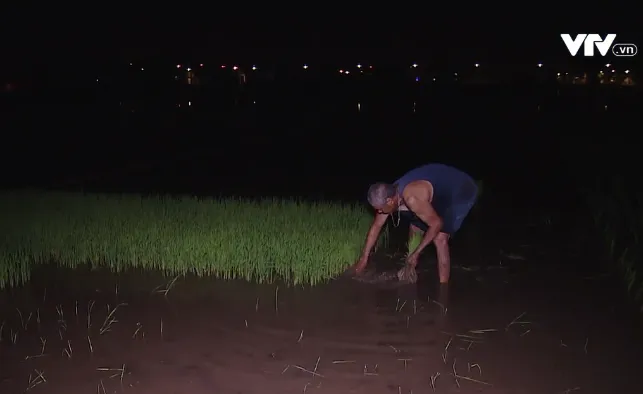 Nông dân ngoại thành Hà Nội cấy lúa đêm tránh nóng - Ảnh 1. Nông dân ngoại thành Hà Nội cấy lúa đêm tránh nóng - Ảnh 1.