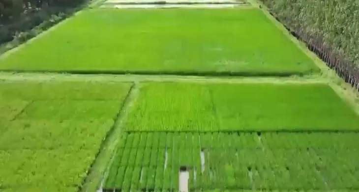 El Nino ảnh hưởng sản xuất nông nghiệp khu vực Đông Nam Á - Ảnh 1. El Nino ảnh hưởng sản xuất nông nghiệp khu vực Đông Nam Á - Ảnh 1.