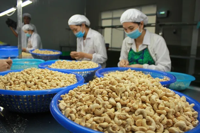 Xuất khẩu hạt điều mang về hơn 1,6 tỷ USD - Ảnh 1. Xuất khẩu hạt điều mang về hơn 1,6 tỷ USD - Ảnh 1.