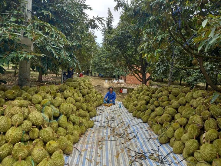 Ngành rau quả sẽ đạt kỷ lục mới trong xuất khẩu - Ảnh 1.