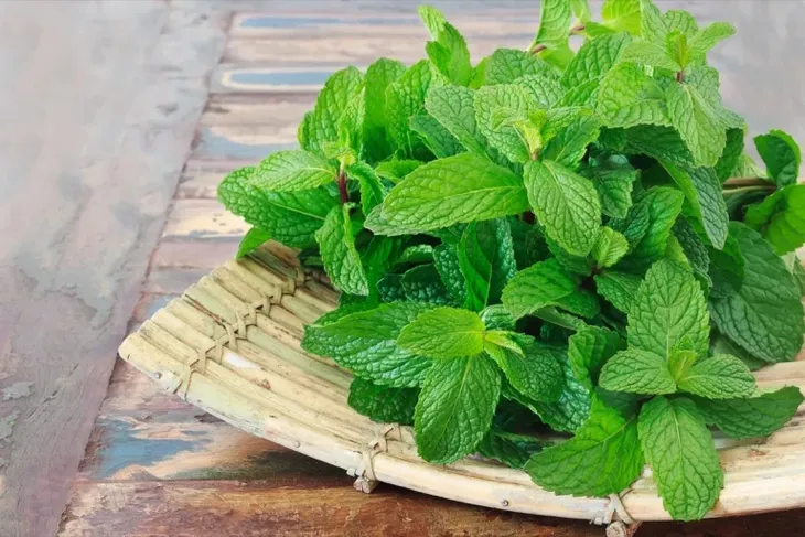 5 loại cây trồng có thể khiến muỗi không dám đến gần ngôi nhà của bạn - Ảnh 5. 5 loại cây trồng có thể khiến muỗi không dám đến gần ngôi nhà của bạn - Ảnh 5.