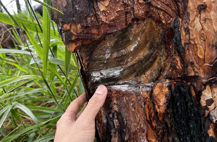 Rừng thông ở Lâm Đồng tiếp tục bị bức hại - Ảnh 1. Rừng thông ở Lâm Đồng tiếp tục bị bức hại - Ảnh 1.