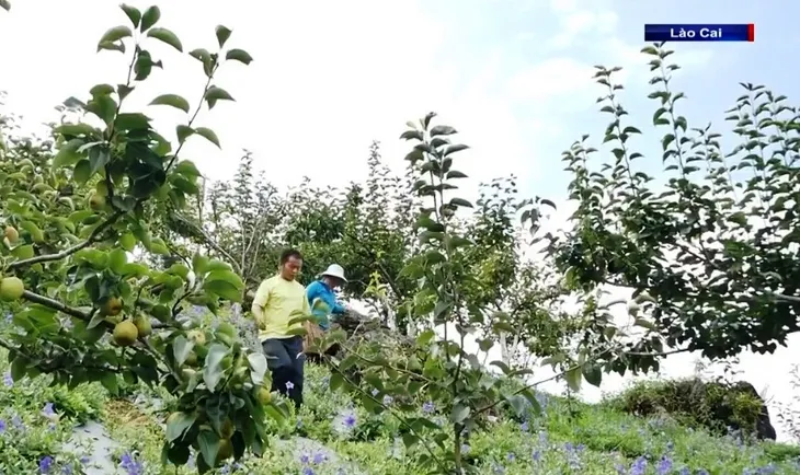 Phát triển vùng dược liệu bền vững - Ảnh 2. Phát triển vùng dược liệu bền vững - Ảnh 2.