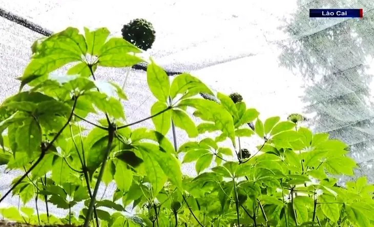 Phát triển vùng dược liệu bền vững - Ảnh 3. Phát triển vùng dược liệu bền vững - Ảnh 3.