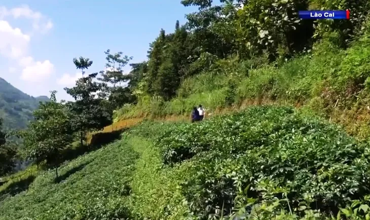 Phát triển vùng dược liệu bền vững - Ảnh 4. Phát triển vùng dược liệu bền vững - Ảnh 4.