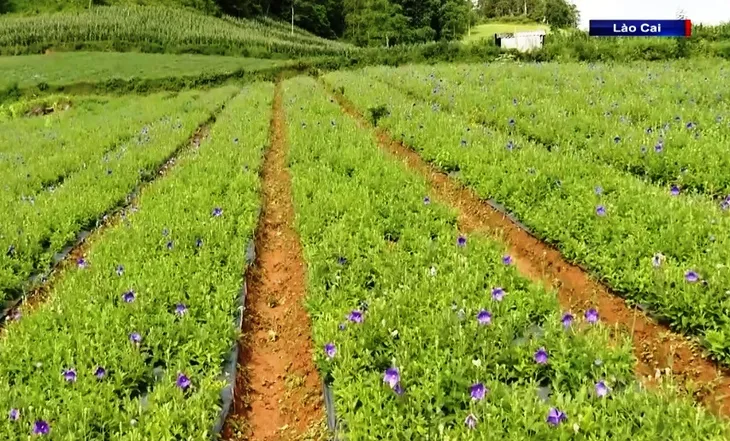 Phát triển vùng dược liệu bền vững - Ảnh 5. Phát triển vùng dược liệu bền vững - Ảnh 5.