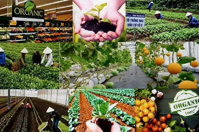 Nông sản hữu cơ Việt Nam có mặt trên 180 quốc gia và vùng lãnh thổ - Ảnh 1. Nông sản hữu cơ Việt Nam có mặt trên 180 quốc gia và vùng lãnh thổ - Ảnh 1.